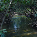 River Running Through the North Carolina Arboretum